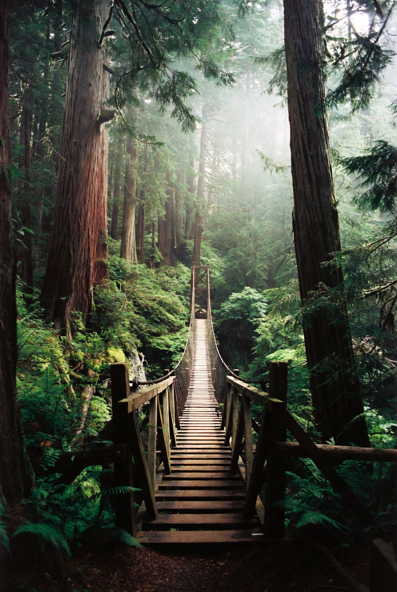 The Capilano Suspension Bridge spans the canyon between two banks of Douglas firs.