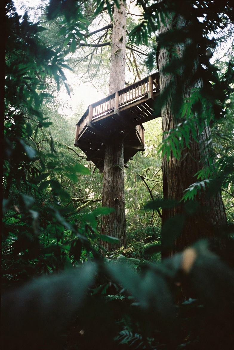 A wooden walkway among Douglas fir crowns at Treetops Adventure.