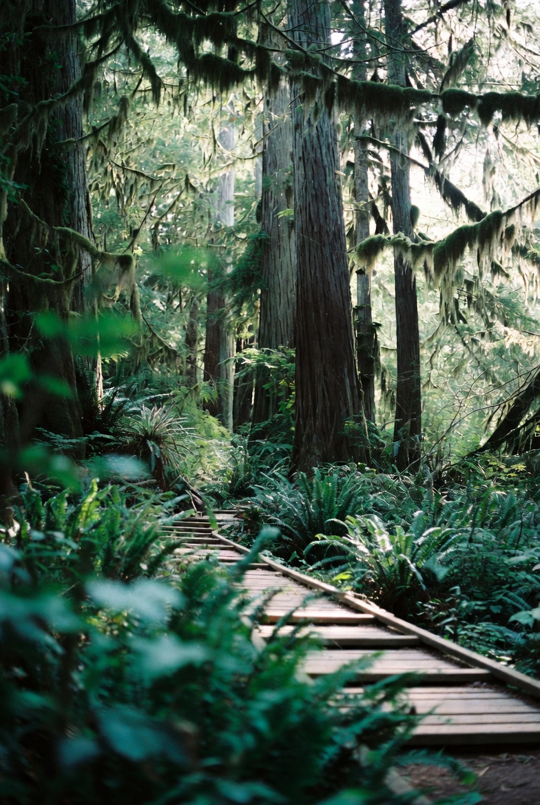 Boardwalk through old-growth coastal rainforest with hanging moss.